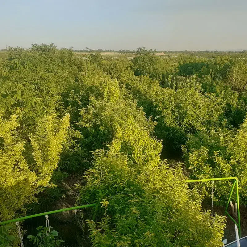باغ میوه