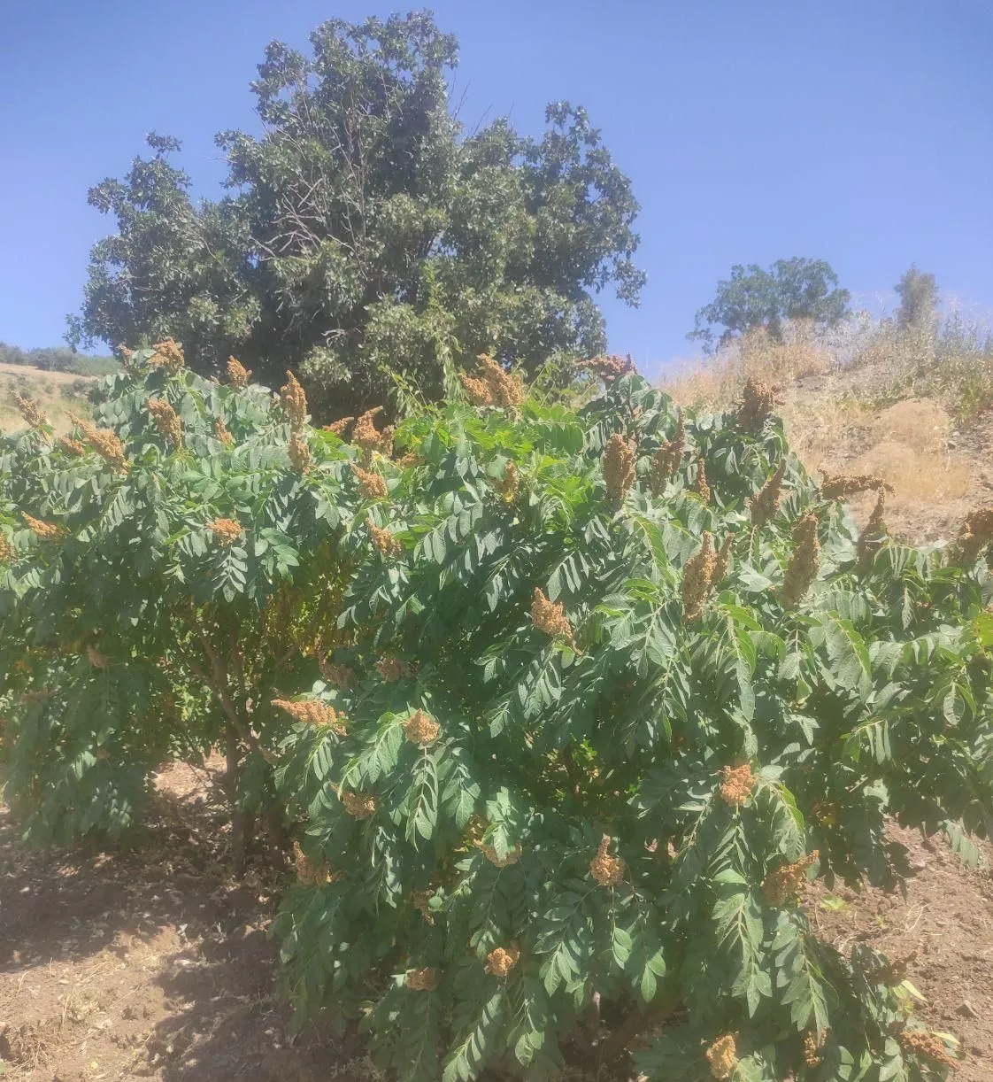باغ روستای کندل