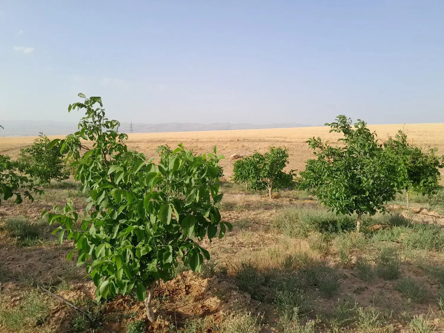 باغ ۲۰۰۰ متر