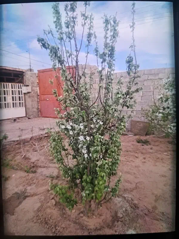 خانه باغ ویلایی