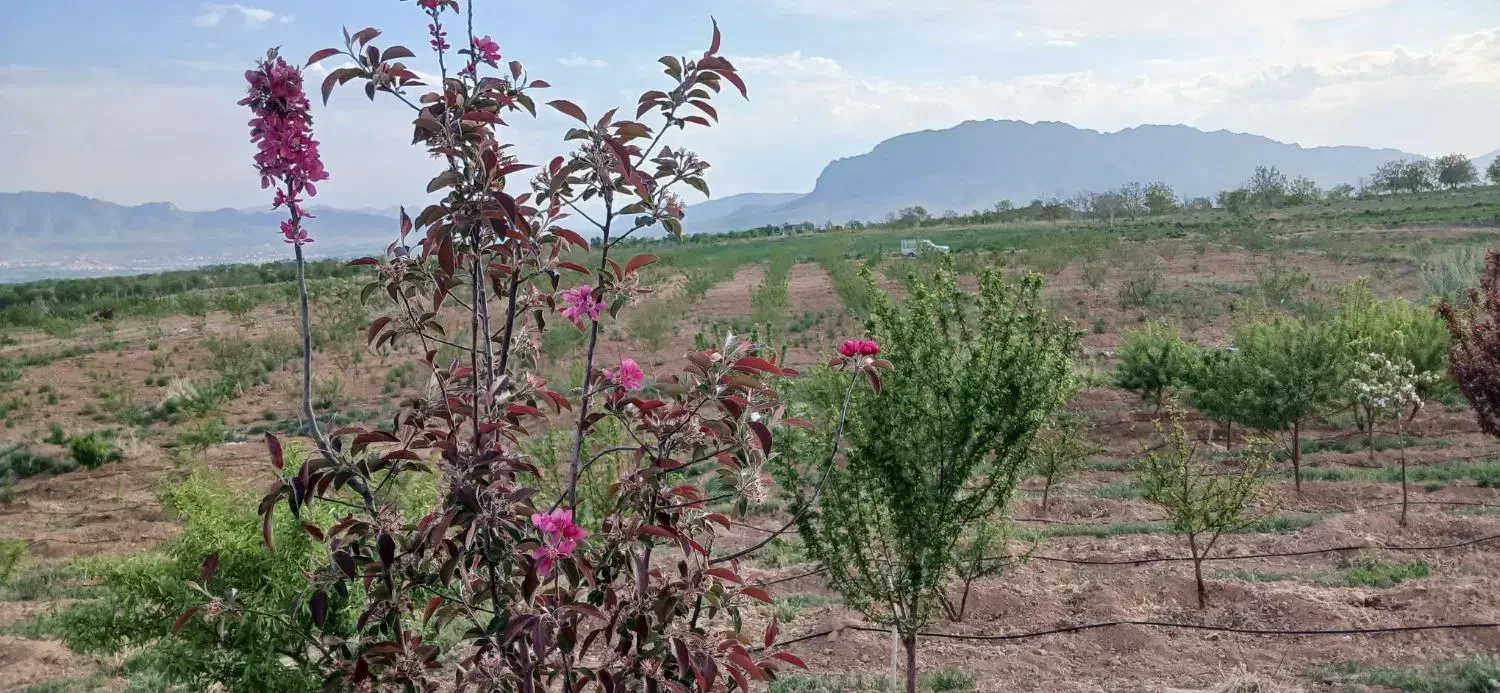 2جریب باغ بادام
