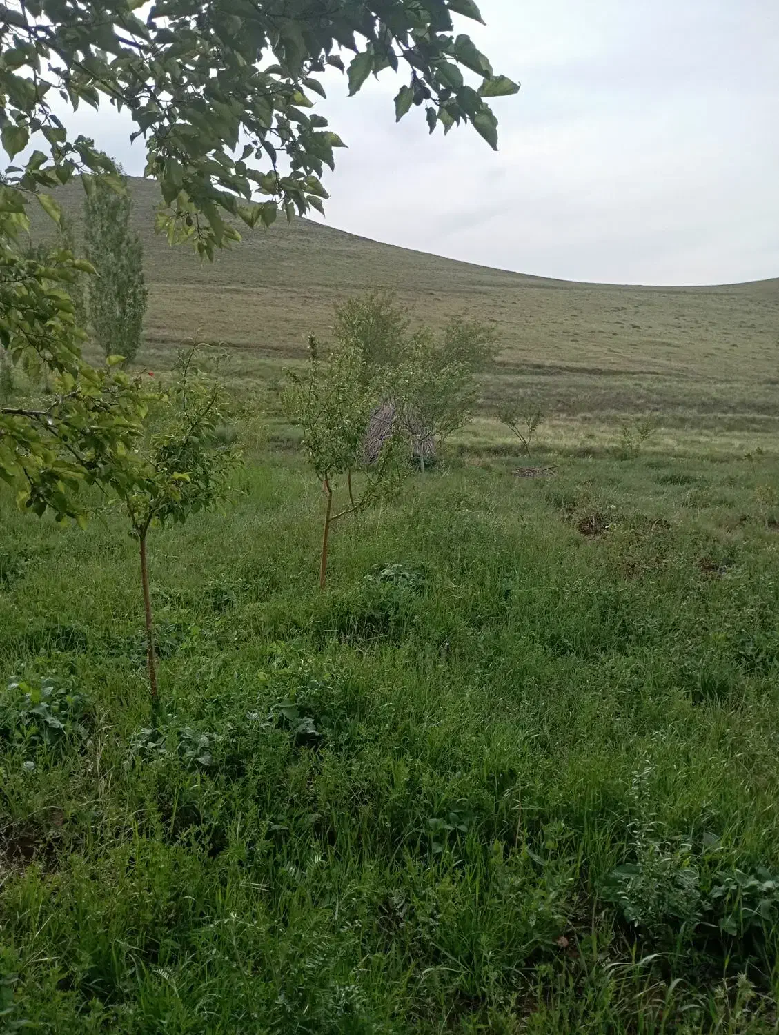 باغ در روستای اژدهاتو