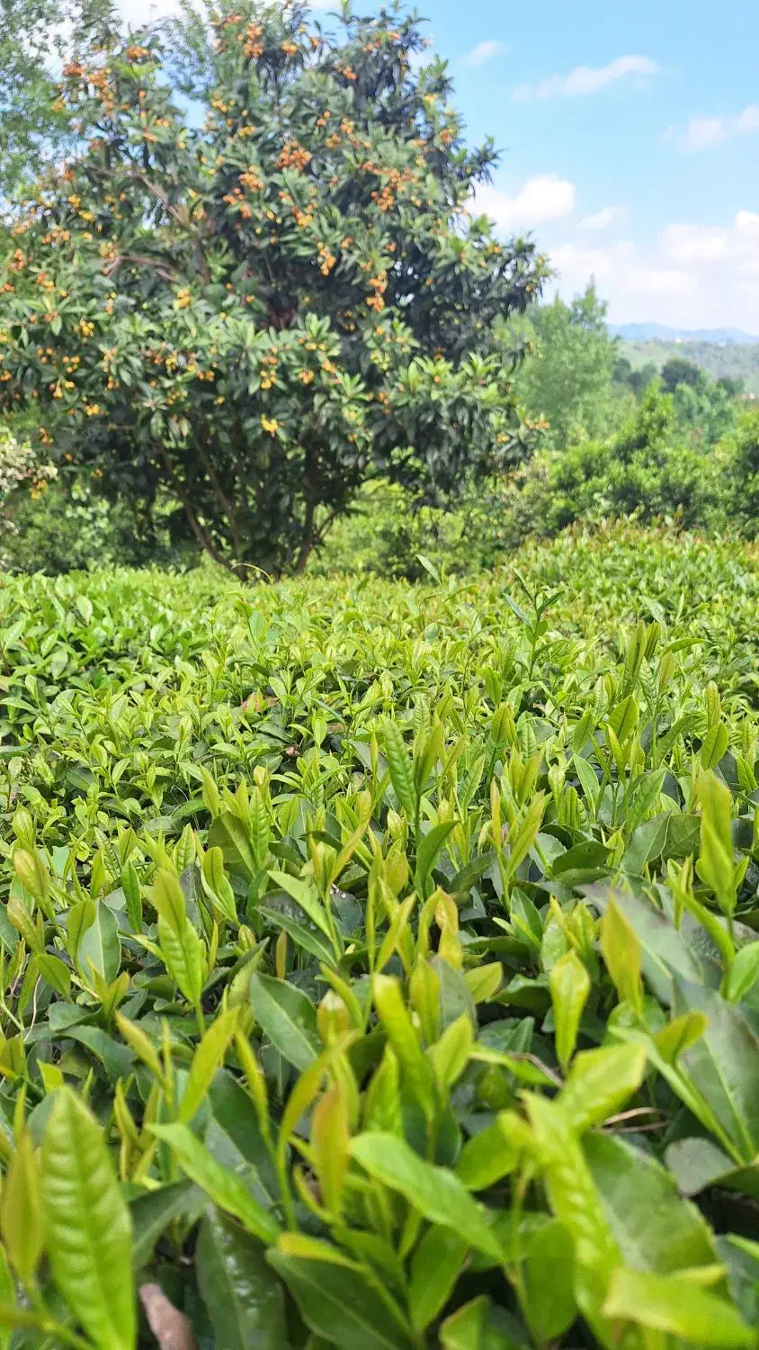 فروش زمین