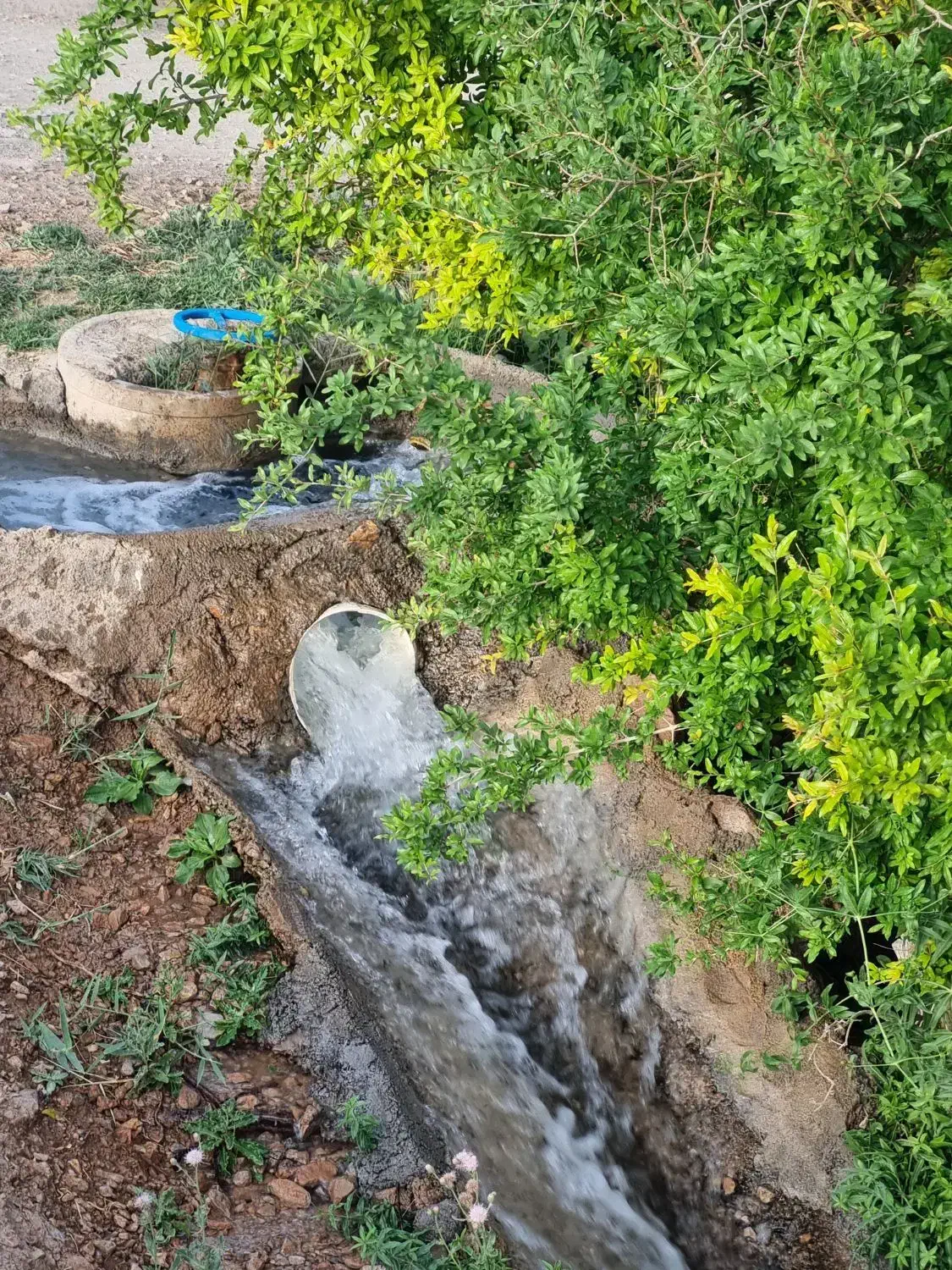 زمین باغی حسن آباد قلعه بزی نکوآباد دیزیچه مبارکه
