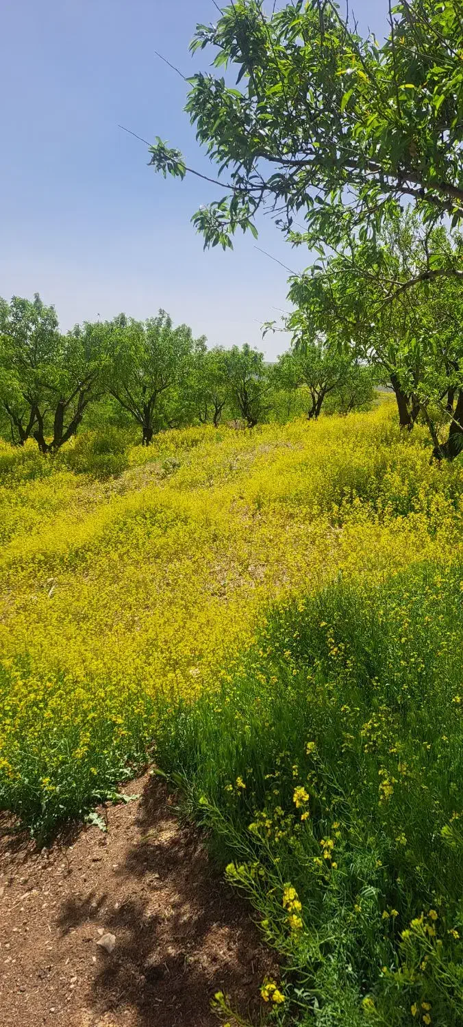 1000متر باغ مناسب