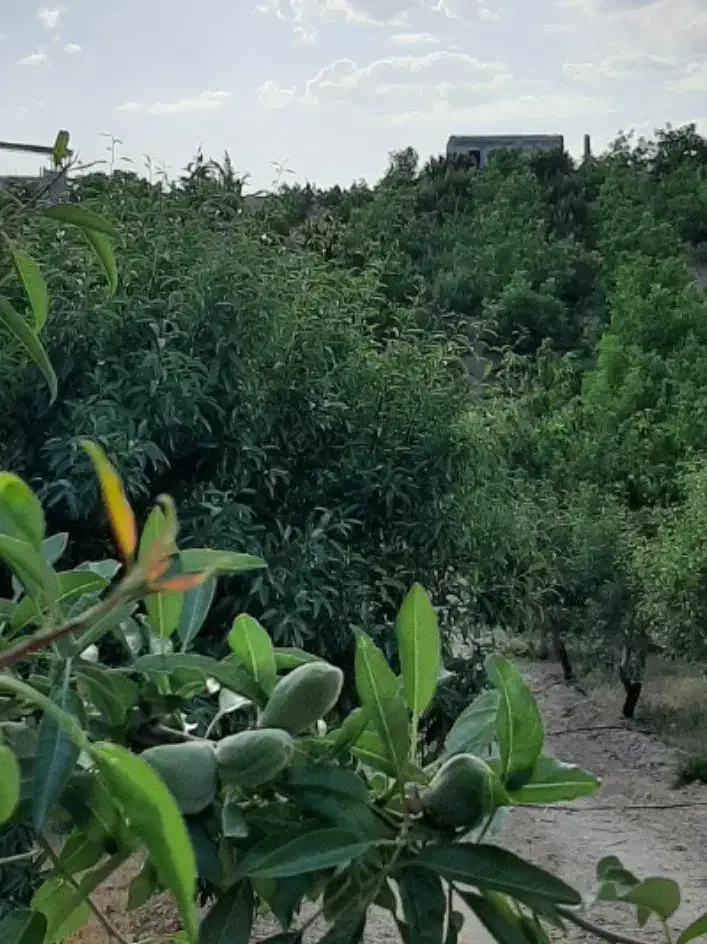 باغ ویلا سامان