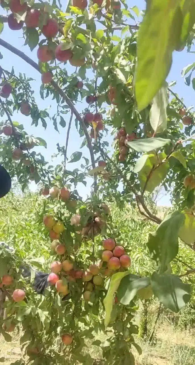 باغ در روستای برج چشمه محمود