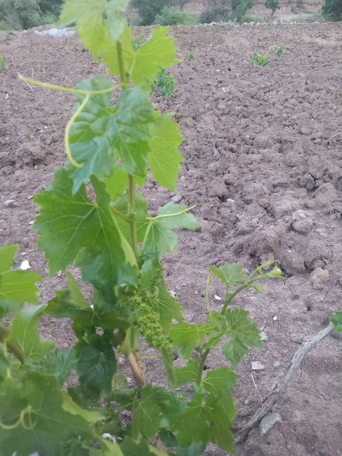 زمین ۱۱۲۰متر روستای آشنستان جاده امامزاده اباذر