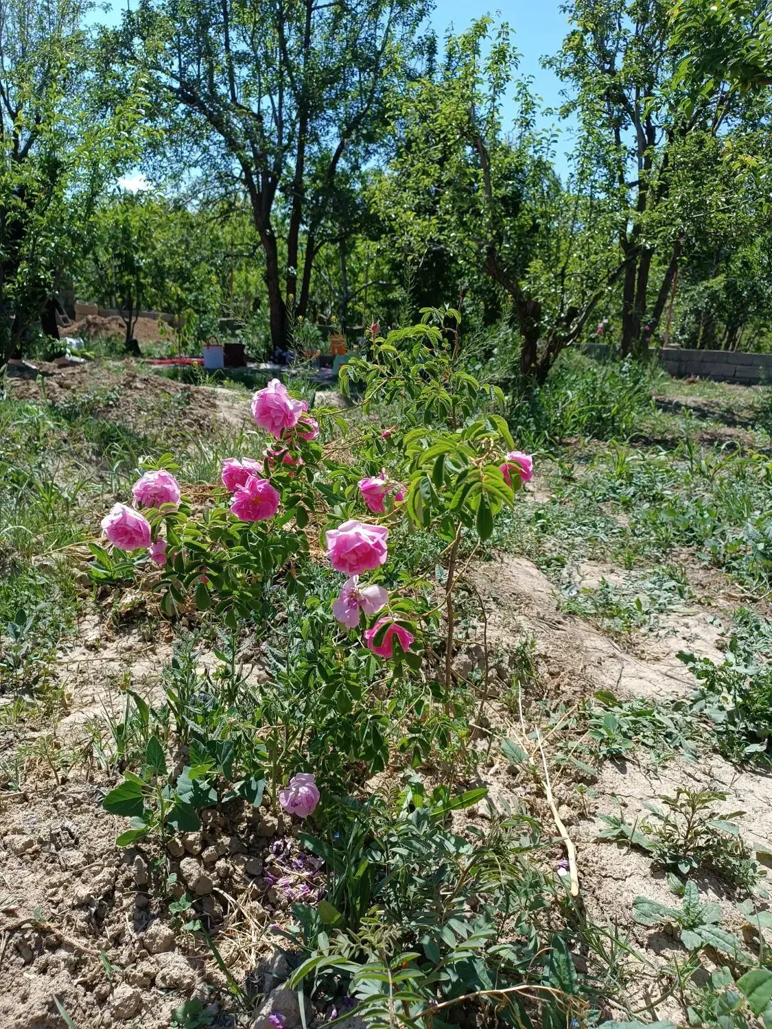 باغچه