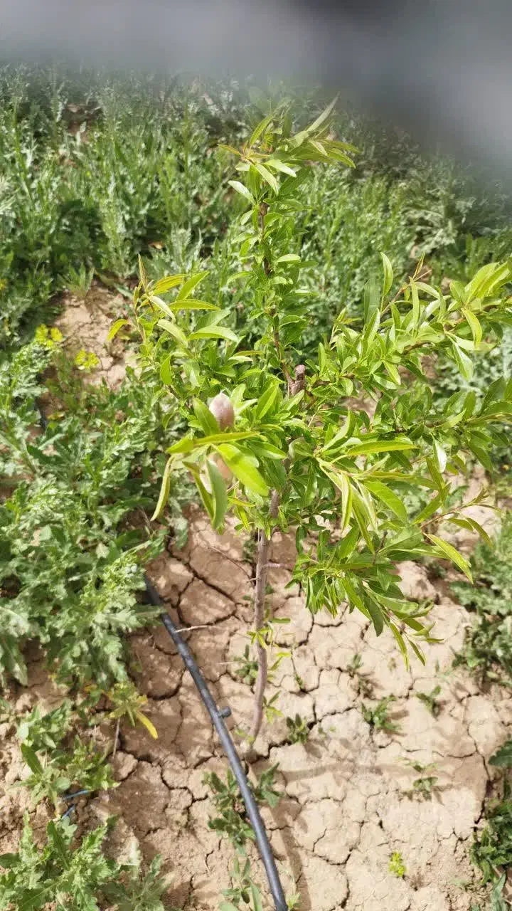 باغ بادام اجیلی وشلیل