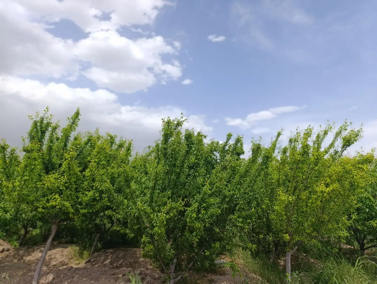 زمین باغی هزارمتری رباط کریم نزدیک اتوبان