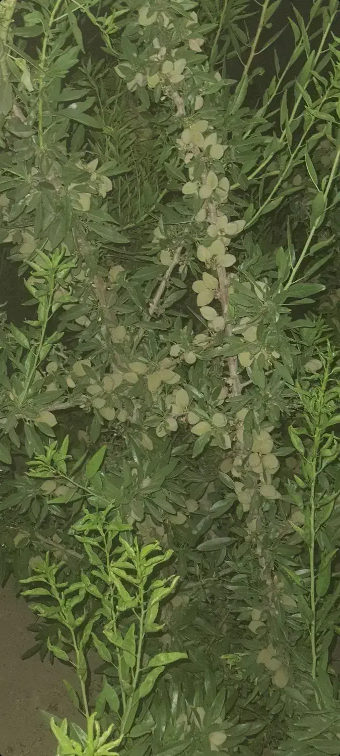 باغ ۵۰۰ متری زازران