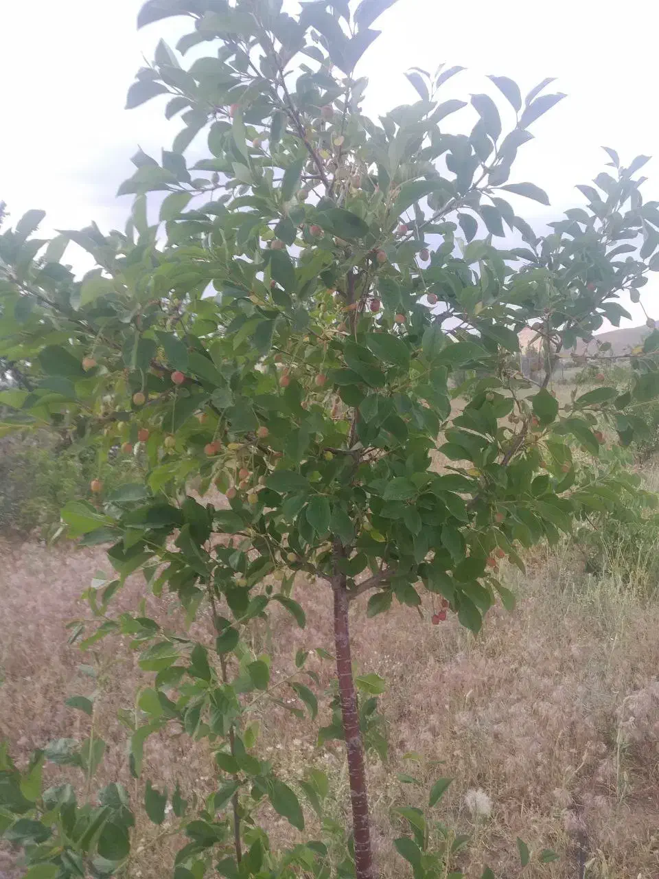 زمین باغی