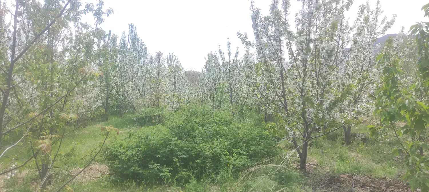 باغچه