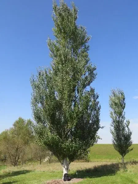 فروش دو هکتار زمین به همراه چاه عمیق