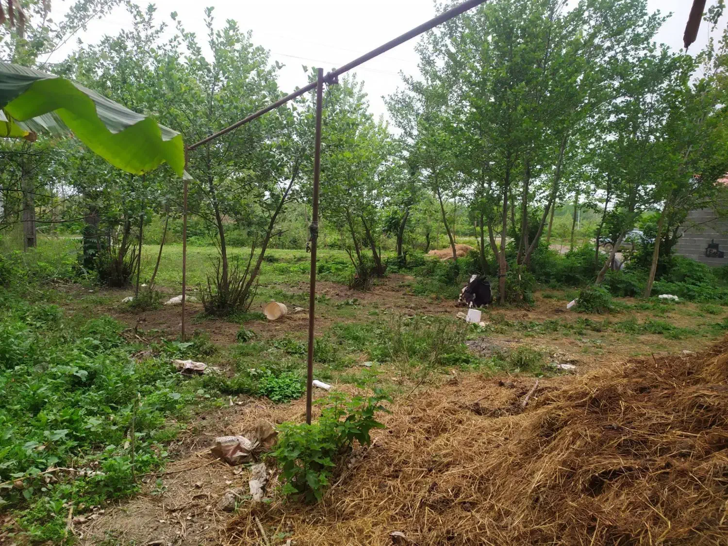 زمین و خانه کلنگی