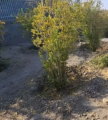 باغ جاده پی وی سی قابل معاوضه و مذاکره