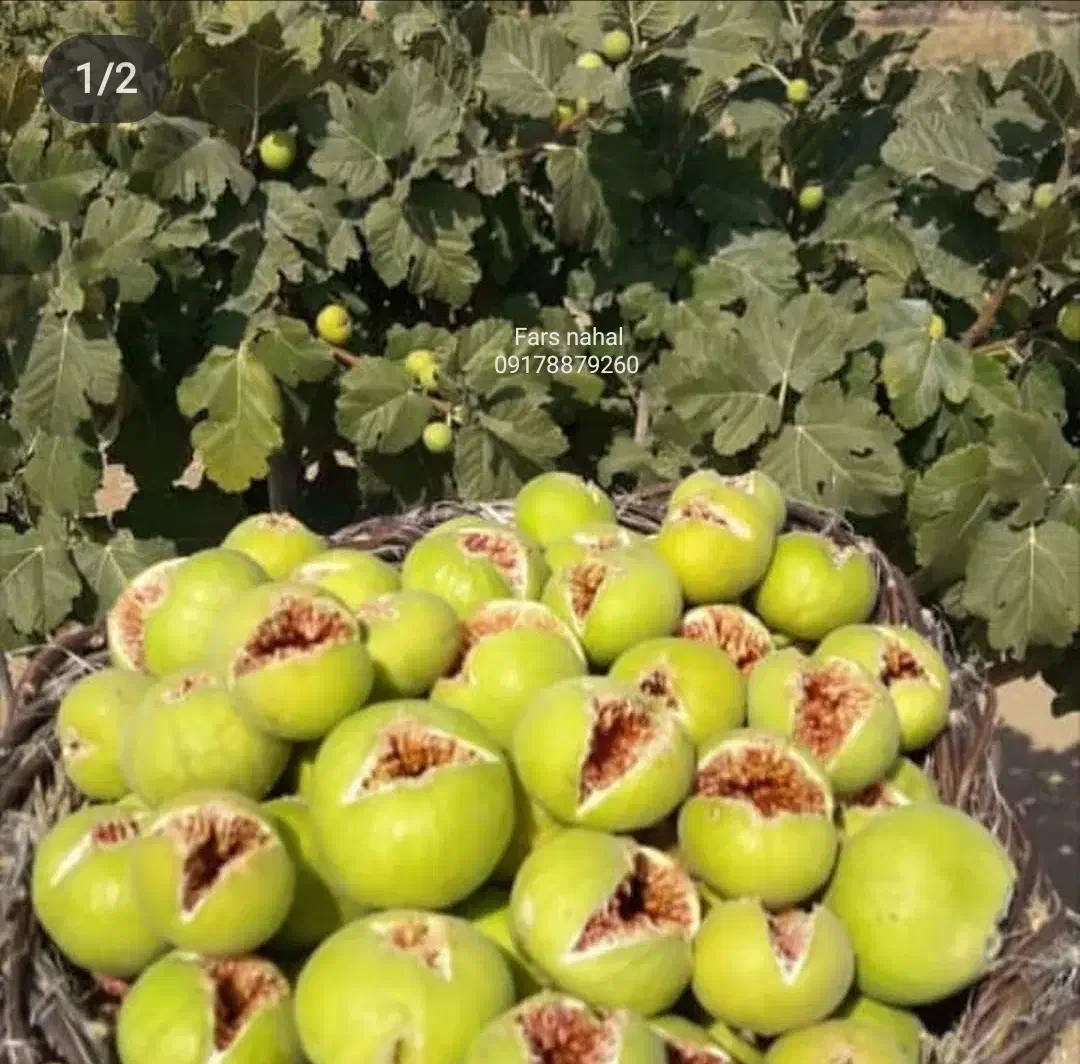 فروش ملک انجیر