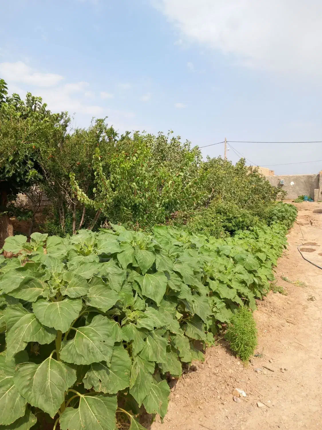 خانه ویلایی