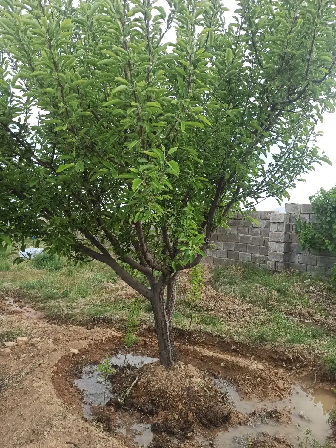 باغ شهری خان زنیان