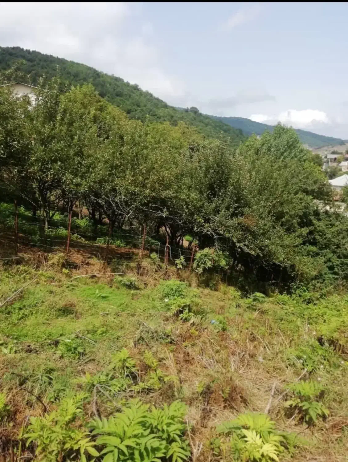 فروش زمین در روستای خلرد(کیاسر)