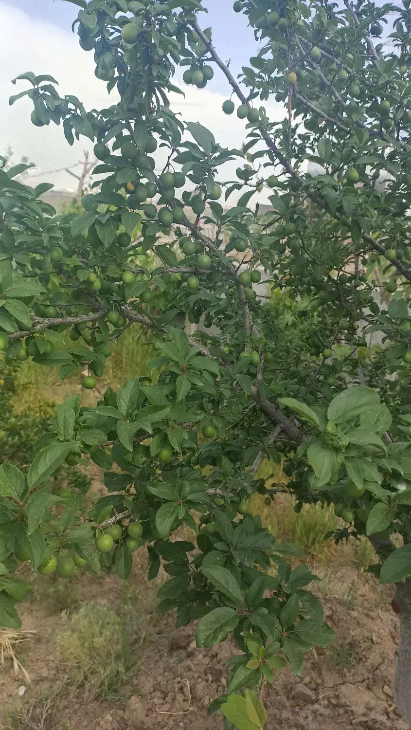 باغ ۵۰۰ متری