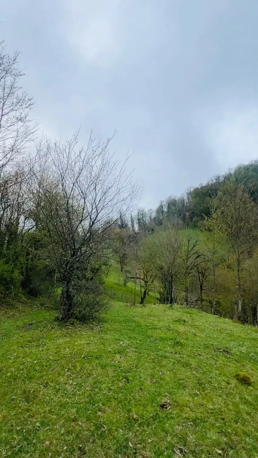 زمین ییلاقی