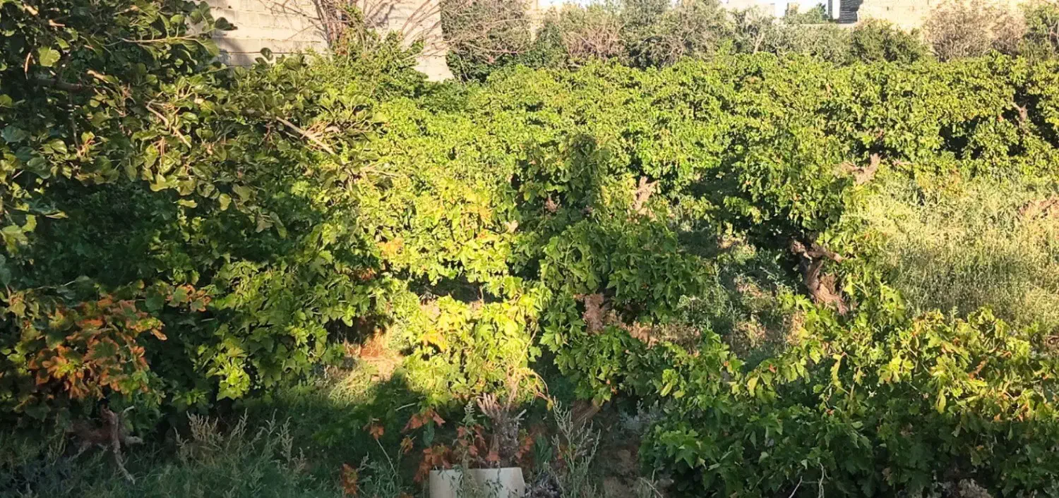 فروش زمین
