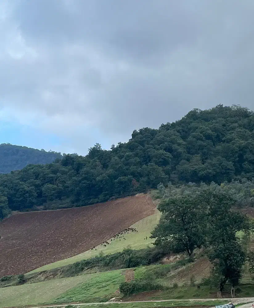 ۳هزار متر زمین ویلایی جنگلی در روستای قلعه چه