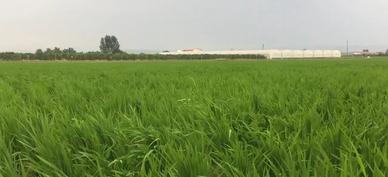 شالیزار با آب دائمی از چاه عمیق ۷ تا ۸ هزار متر