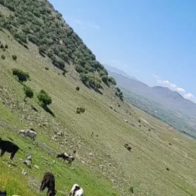 فروش زمین کشاورزی