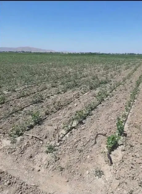 زمین زراعی آماده کشت