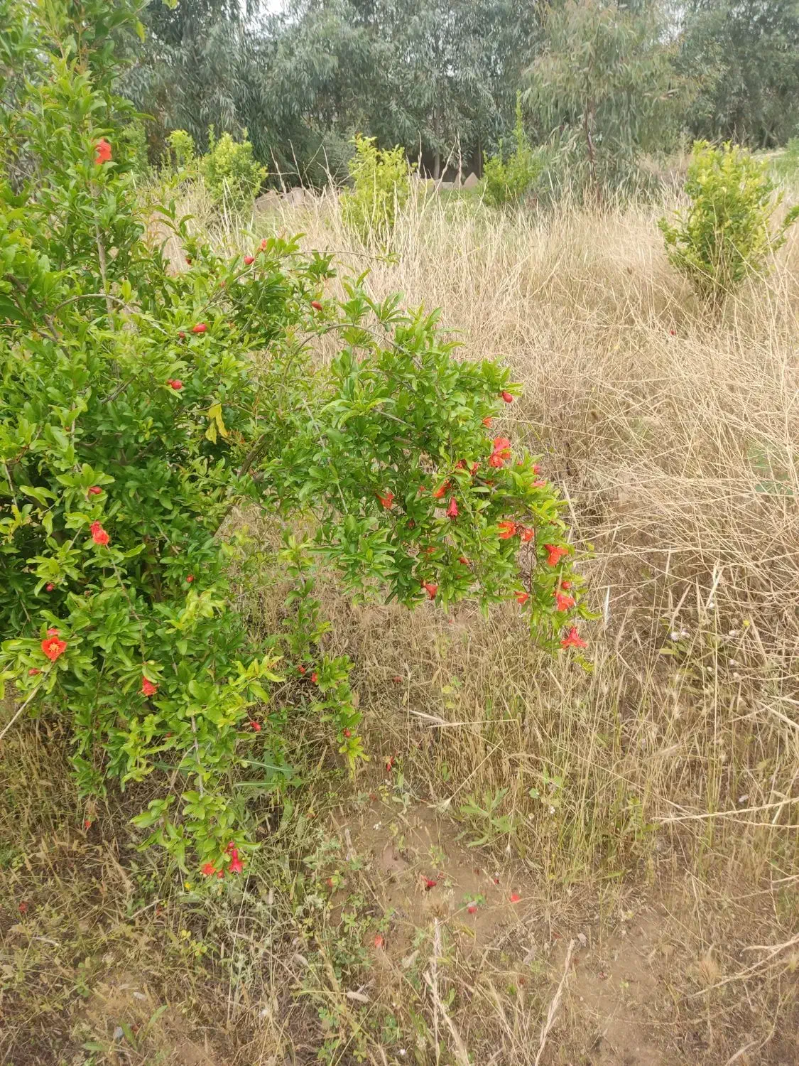 زمین 11هزار متری
