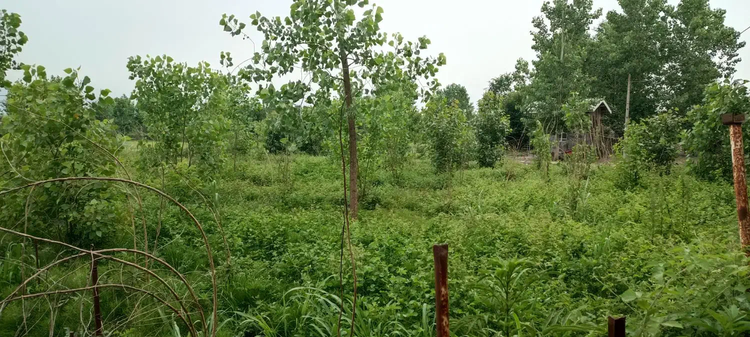 4862متر زمین باغی زراعی داخل طرح . بر جاده آسفالت
