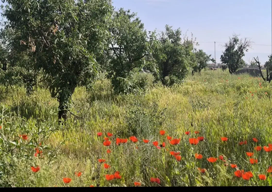 زمین باغ