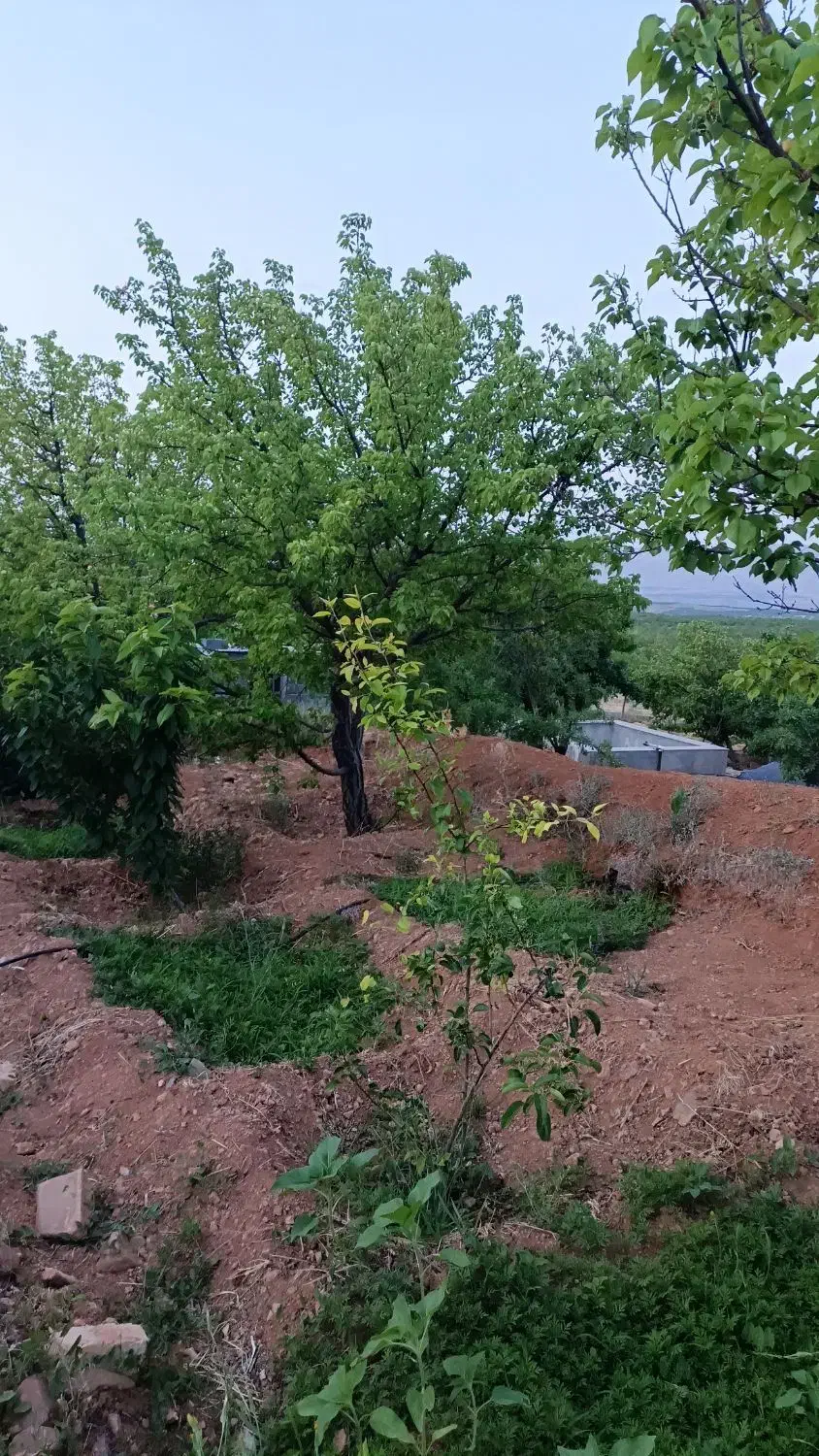 باغ گیلاس با اتاقک و فنس کشی شده