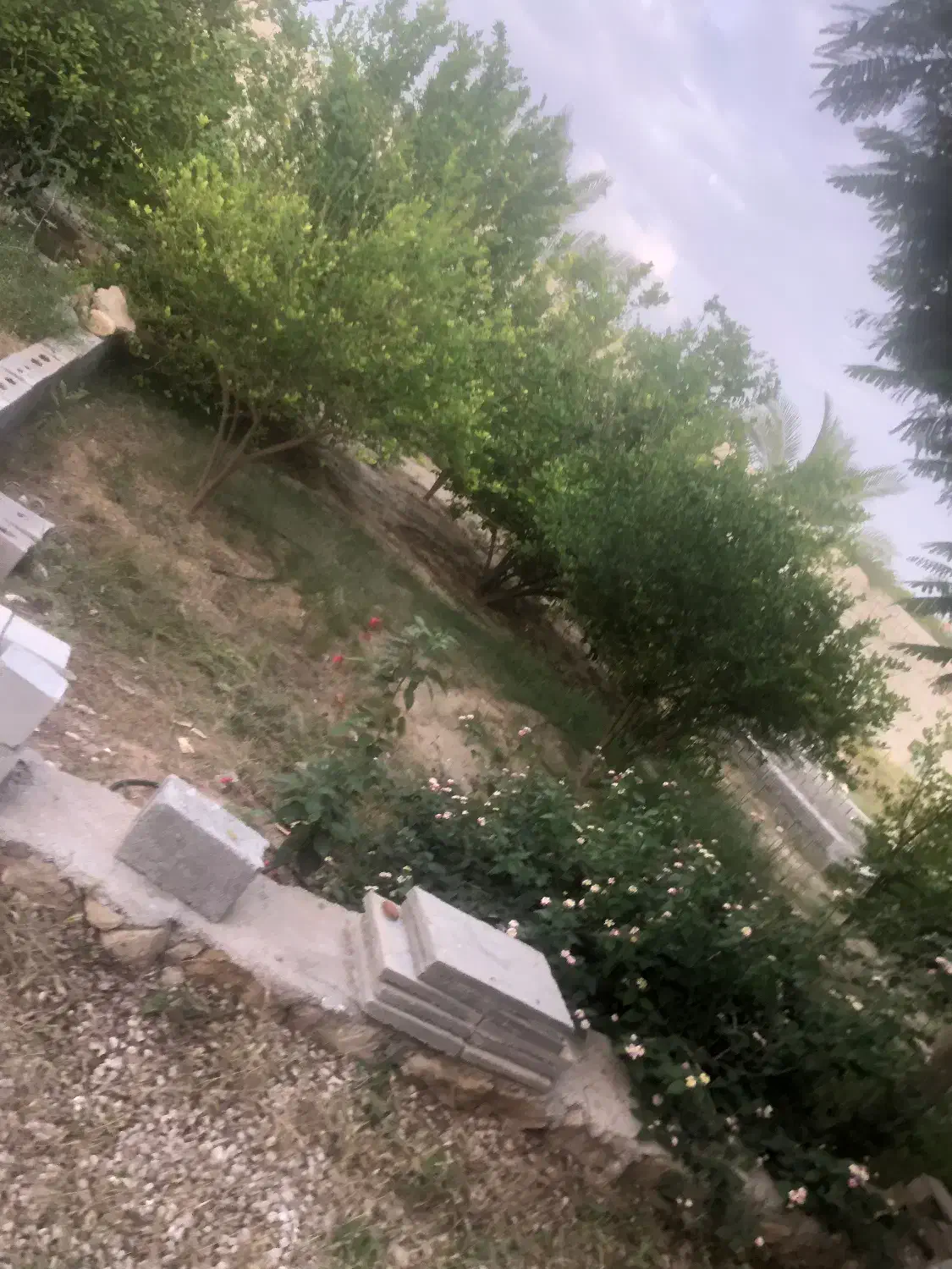 فروش زمین باغی در گورک خیابان گلستان