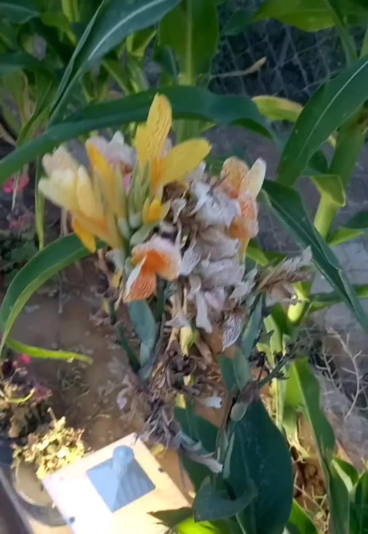 خانه باغ