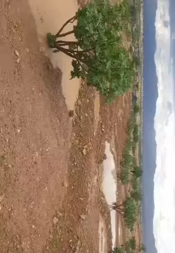 انجیرستان در بخش تم توره (فروش مساحت دلخواه شما )