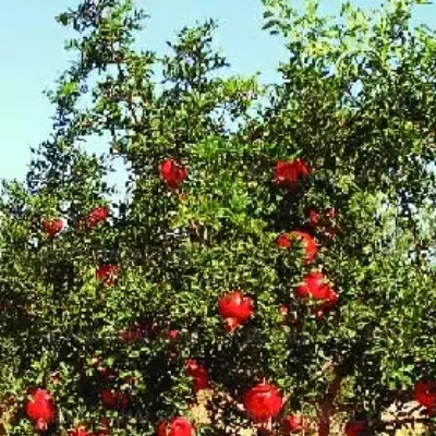 باغ انار ساوه