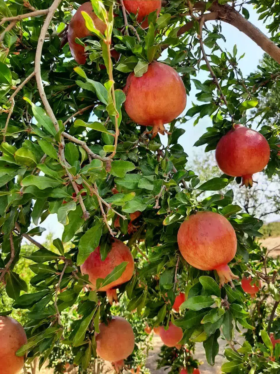 باغ فروشی