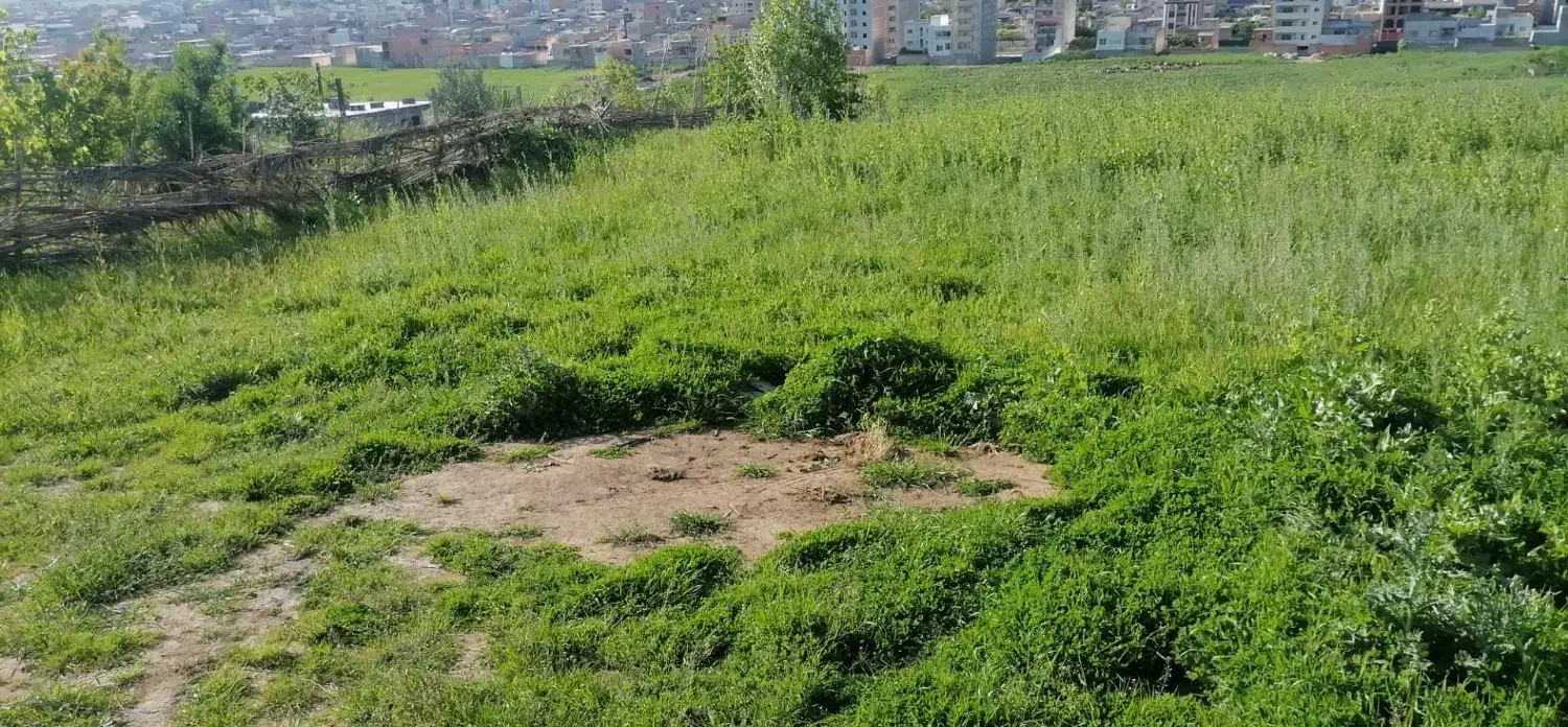 زمین ۲۵۰ متری پیچ اول زیتون تپه