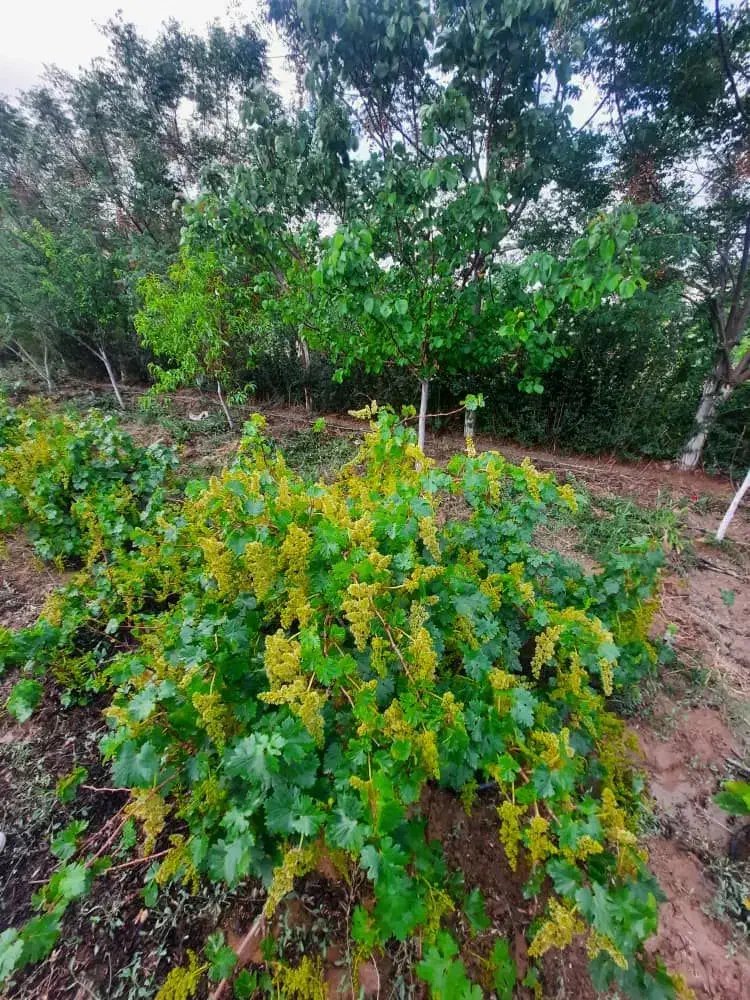 باغچه حرفه ای با درختای ۸ ساله تورقوز آباد