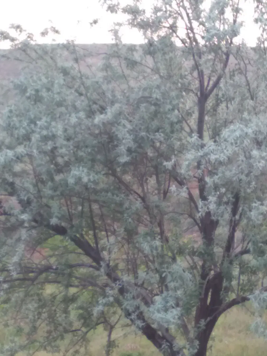 باغ با نیم اینچ اب شخصی