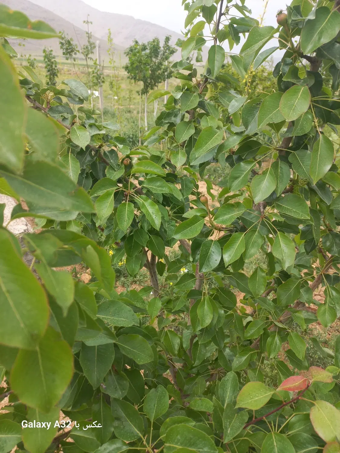 باغ ۵۰۰متری اراک معاوضه با خودرو
