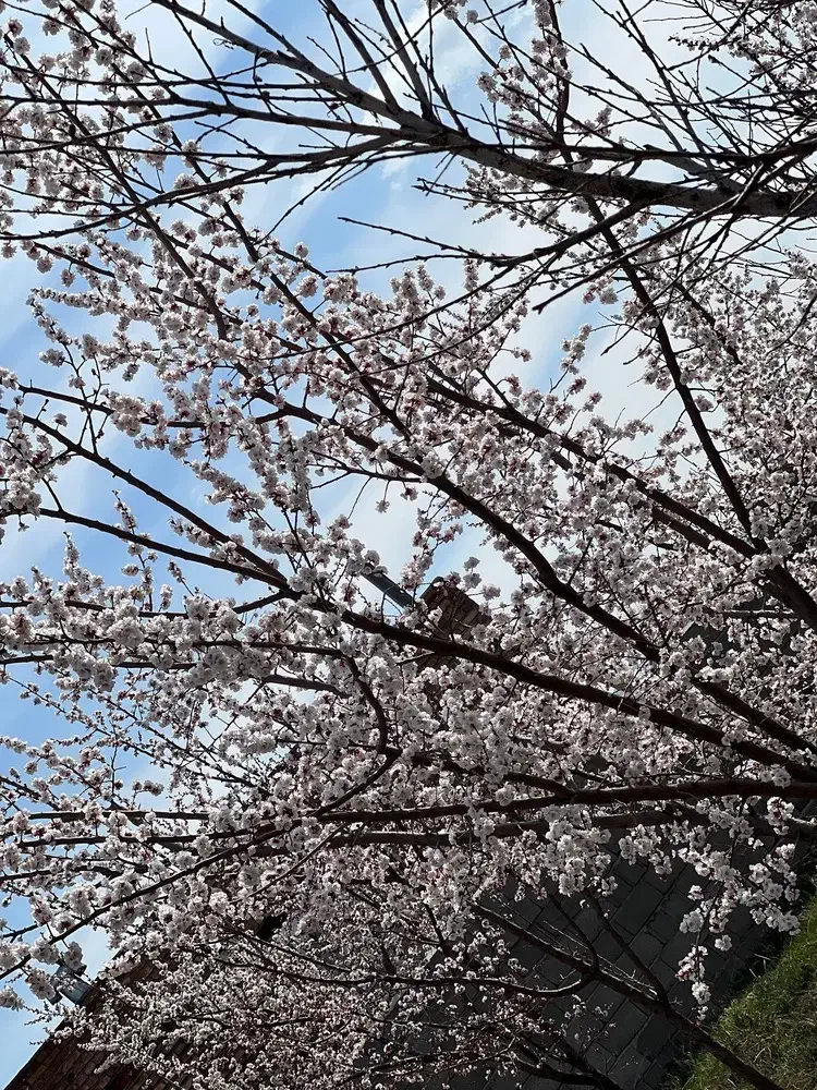 باغ۶۰۰متری برجاده  کندلج