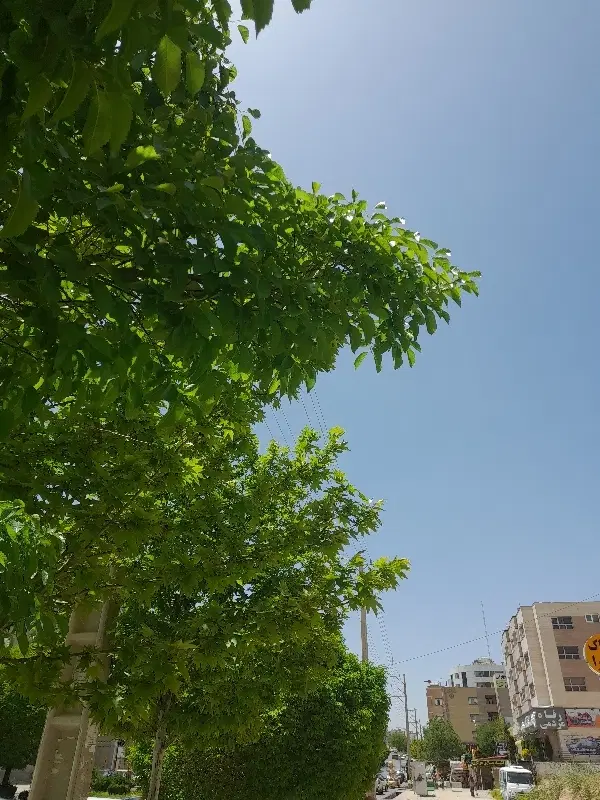 فروش زمین ۳۰۰متری موقعیت تجاری دو کله