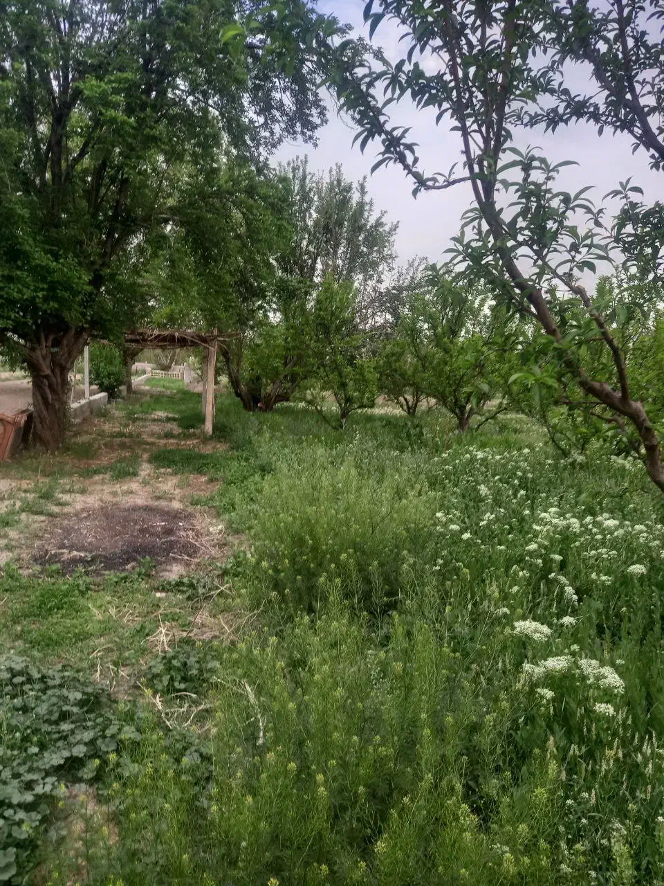 فروش باغ