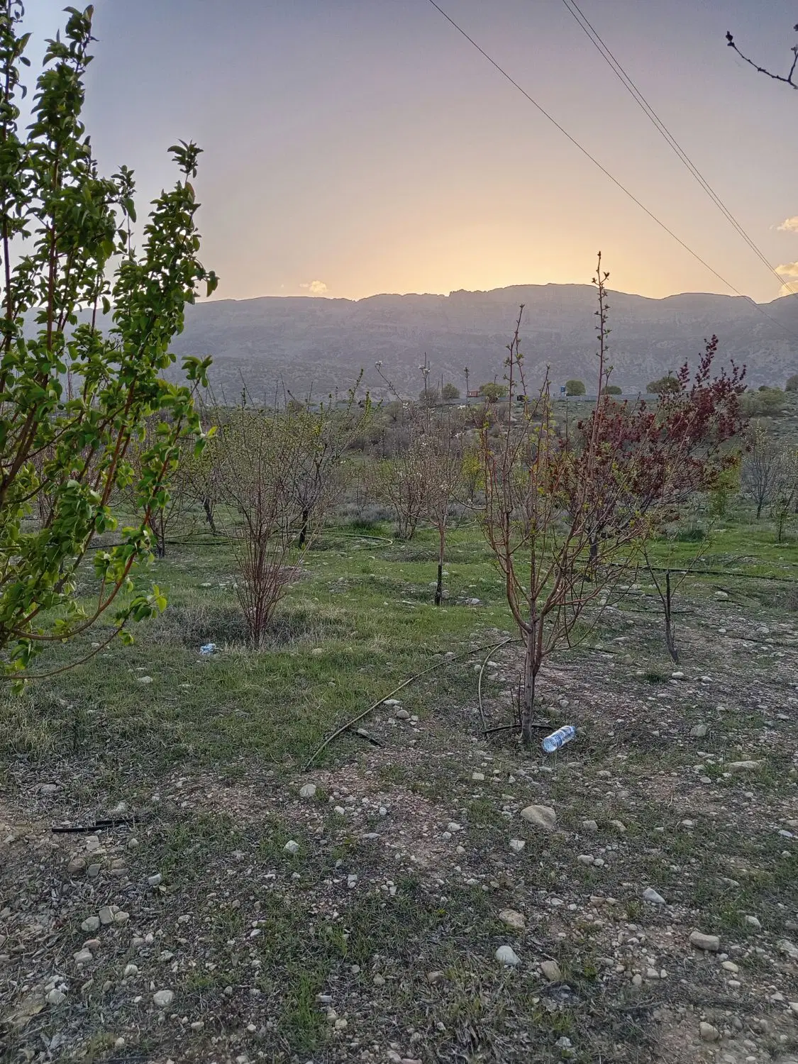 تهاتر باغ با آپارتمان یا خودرو