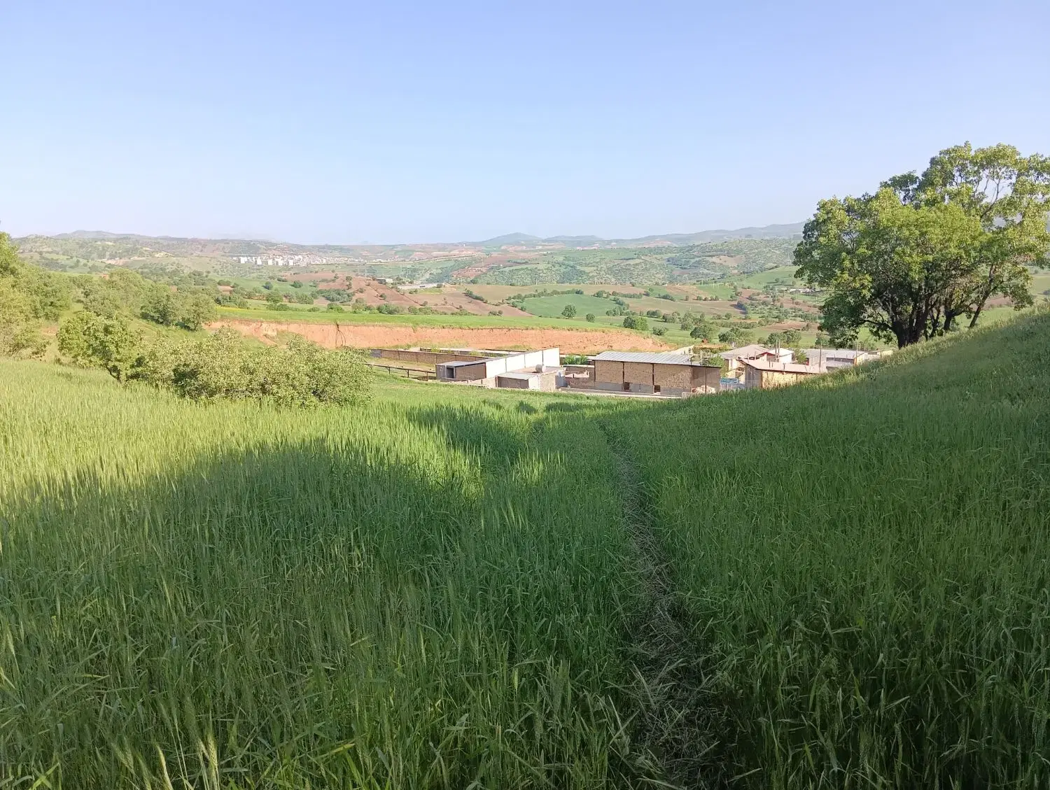 فروش زمین کشاورزی سند دار  جوانرود( ۱۲ هکتار)